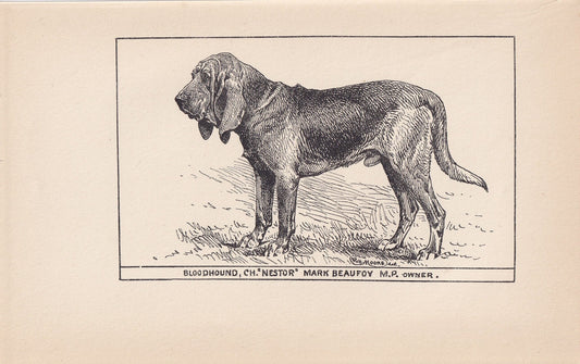 1900 BLOODHOUND DOG Print - Original Antique Dog Print - R. H. Moore - Dog Wall Art - Dog Lover - Dog Gift - 8.6 x 5.6 Inches