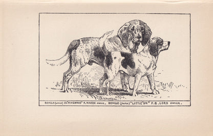 1900 BEAGLE & POCKET BEAGLE Print - Original Antique Dog Print - R. H. Moore - Dog Wall Art - Dog Lover - Dog Gift - 8.6 x 5.6 Inches