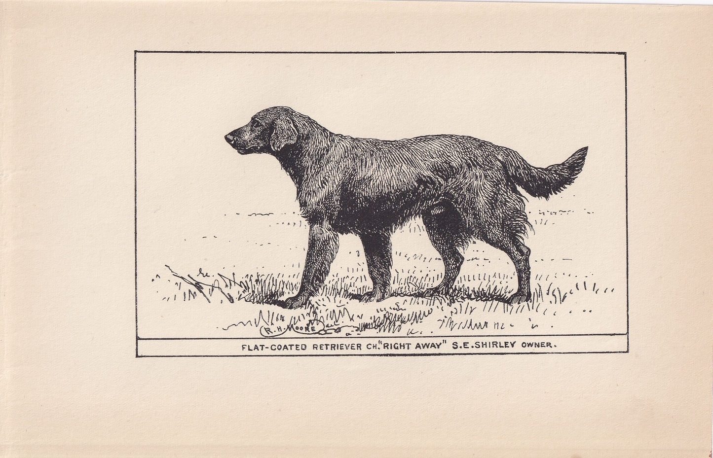 1900 FLAT-COATED RETRIEVER Print - Original Antique Dog Print - R. H. Moore - Dog Wall Art - Dog Lover - Dog Gift - 8.6 x 5.6 Inches