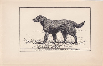 1900 FLAT-COATED RETRIEVER Print - Original Antique Dog Print - R. H. Moore - Dog Wall Art - Dog Lover - Dog Gift - 8.6 x 5.6 Inches