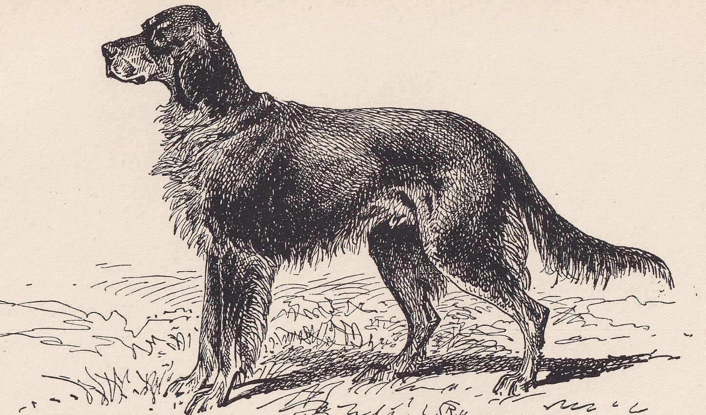 1900 GORDON SETTER DOG Print - Original Antique Dog Print - R. H. Moore - Dog Wall Art - Dog Lover - Dog Gift - 8.6 x 5.6 Inches