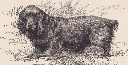 1900 BLACK SPANIEL DOG Print - Original Antique Dog Print - R. H. Moore - Dog Wall Art - Dog Lover - Dog Gift - 8.6 x 5.6 Inches