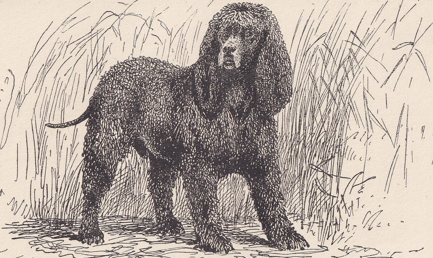 1900 IRISH WATER SPANIEL Dog Print - Original Antique Dog Print - R. H. Moore - Dog Wall Art - Dog Lover - Dog Gift - 8.6 x 5