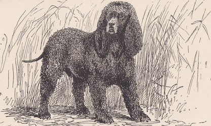 1900 IRISH WATER SPANIEL Dog Print - Original Antique Dog Print - R. H. Moore - Dog Wall Art - Dog Lover - Dog Gift - 8.6 x 5