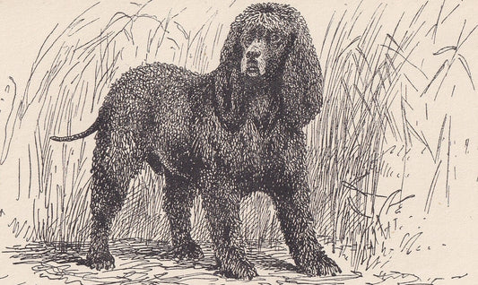 1900 IRISH WATER SPANIEL Dog Print - Original Antique Dog Print - R. H. Moore - Dog Wall Art - Dog Lover - Dog Gift - 8.6 x 5
