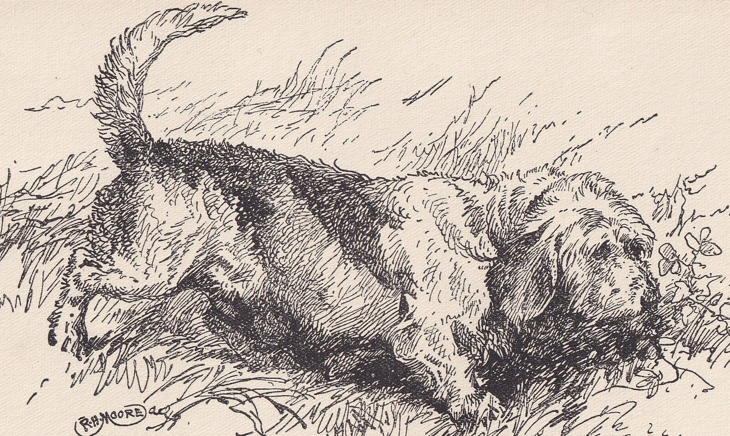 1900 ROUGH BASSET Dog Print - Original Antique Dog Print - R. H. Moore - Dog Wall Art - Dog Lover - Dog Gift - 8.6 x 5.6 Inches