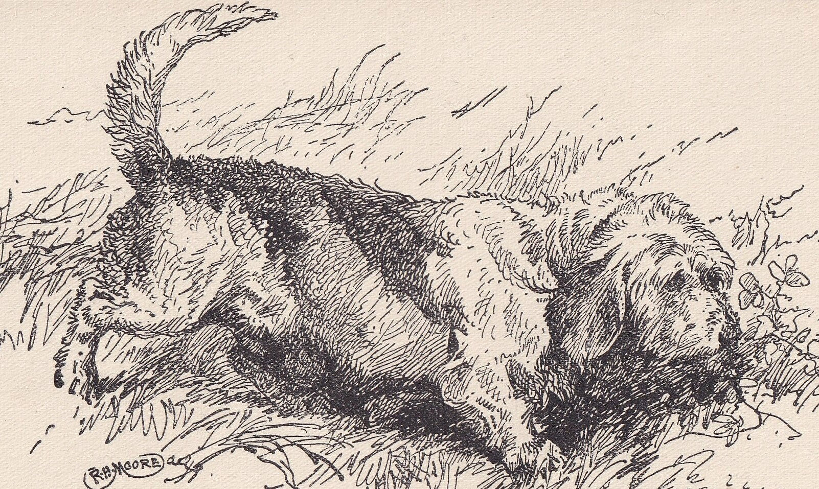 1900 ROUGH BASSET Dog Print - Original Antique Dog Print - R. H. Moore - Dog Wall Art - Dog Lover - Dog Gift - 8.6 x 5.6 Inches