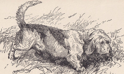 1900 ROUGH BASSET Dog Print - Original Antique Dog Print - R. H. Moore - Dog Wall Art - Dog Lover - Dog Gift - 8.6 x 5.6 Inches