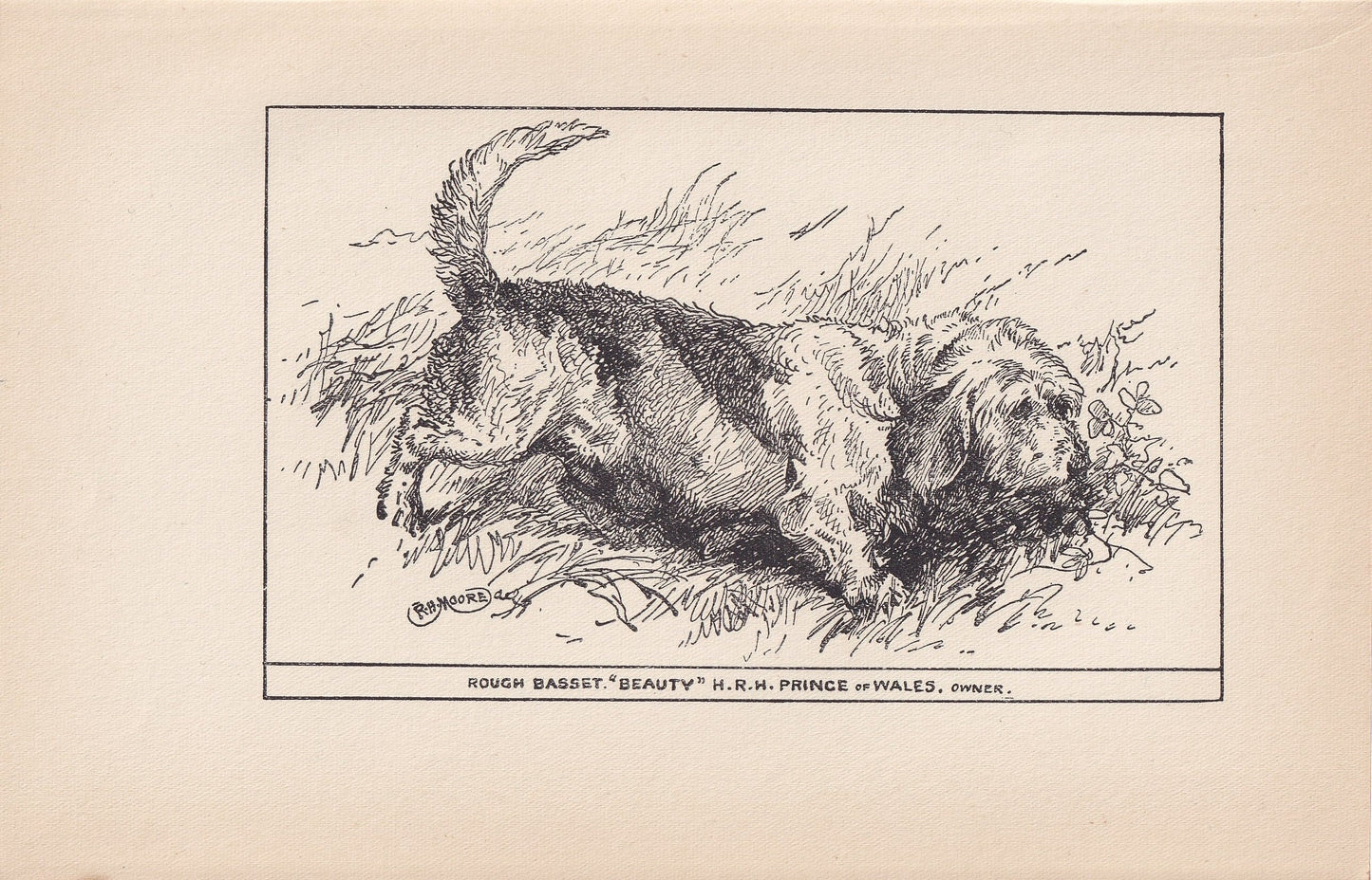 1900 ROUGH BASSET Dog Print - Original Antique Dog Print - R. H. Moore - Dog Wall Art - Dog Lover - Dog Gift - 8.6 x 5.6 Inches