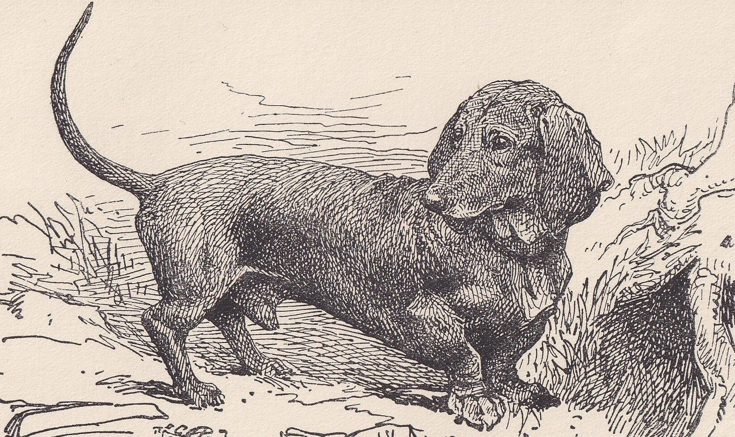 1900 DACHSHUND DOG Print - Original Antique Dog Print - R. H. Moore - Dog Wall Art - Dog Lover - Dog Gift - 8.6 x 5.6 Inches