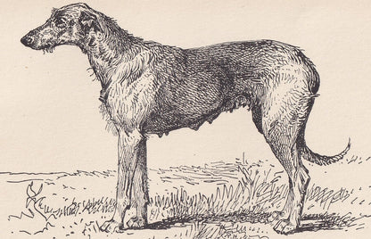 1900 IRISH WOLFHOUND DOG Print - Original Antique Dog Print - R. H. Moore - Dog Wall Art - Dog Lover - Dog Gift - 8.6 x 5.6 I
