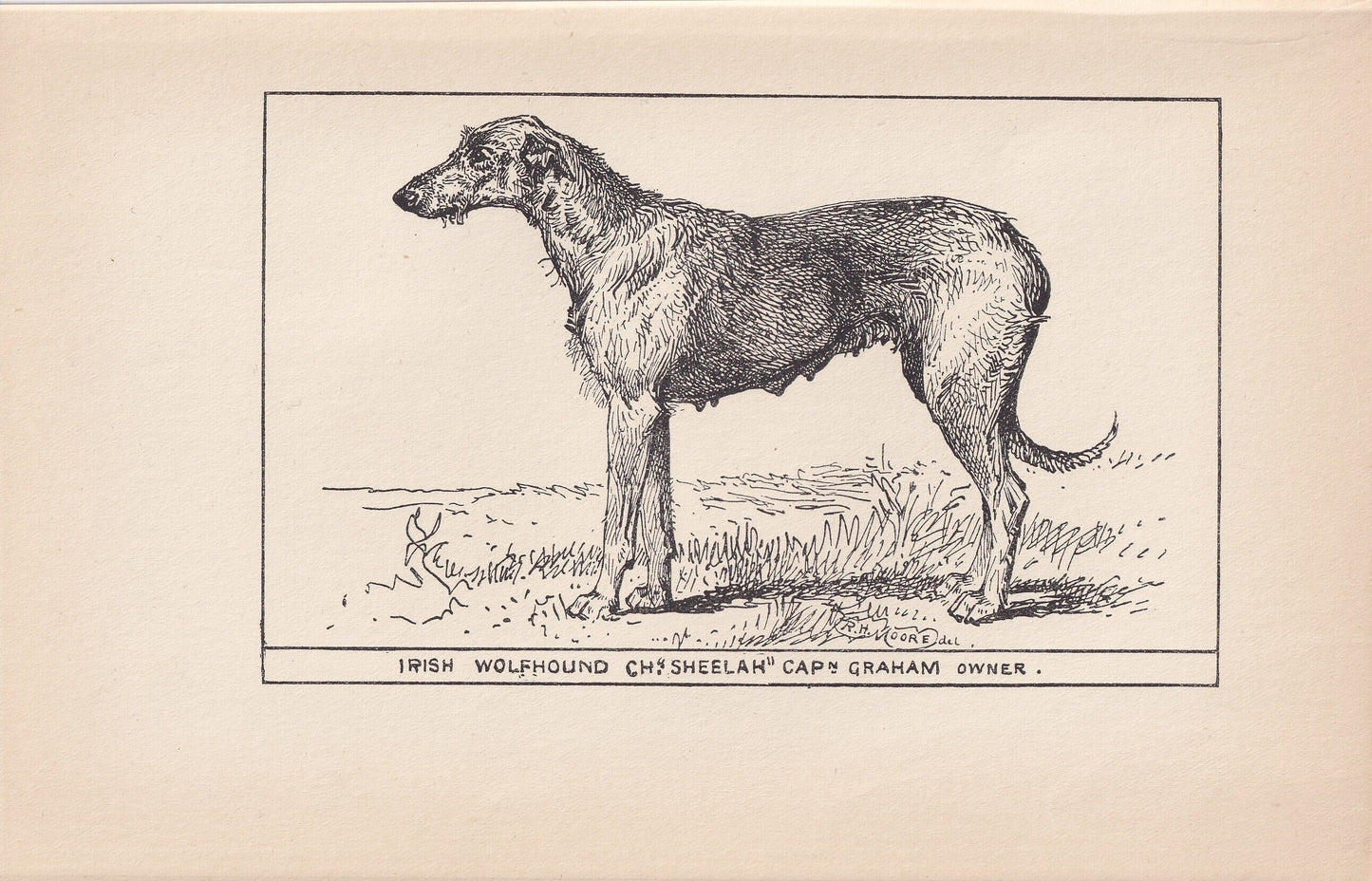 1900 IRISH WOLFHOUND DOG Print - Original Antique Dog Print - R. H. Moore - Dog Wall Art - Dog Lover - Dog Gift - 8.6 x 5.6 I