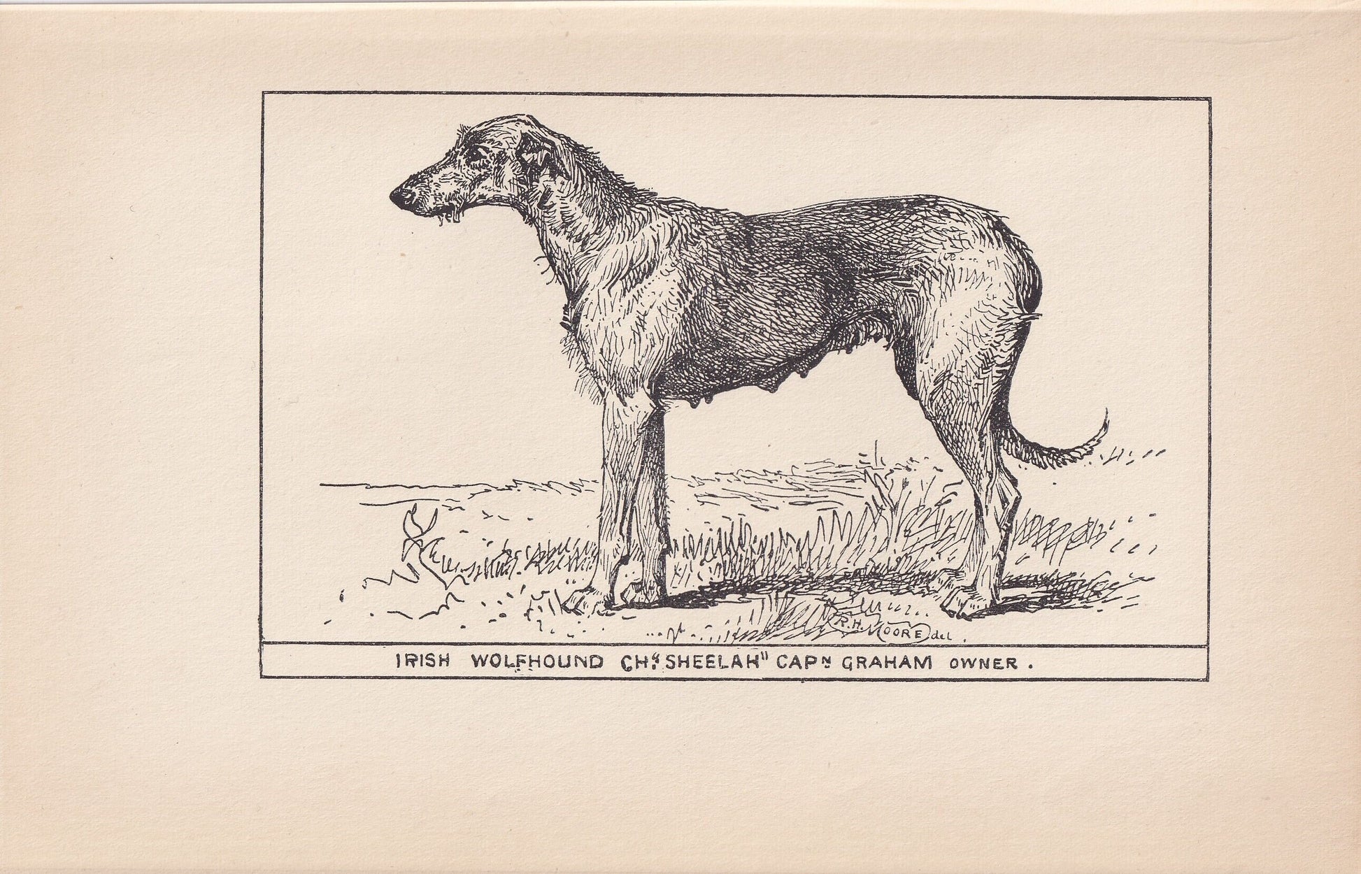1900 IRISH WOLFHOUND DOG Print - Original Antique Dog Print - R. H. Moore - Dog Wall Art - Dog Lover - Dog Gift - 8.6 x 5.6 I