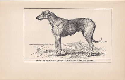 1900 IRISH WOLFHOUND DOG Print - Original Antique Dog Print - R. H. Moore - Dog Wall Art - Dog Lover - Dog Gift - 8.6 x 5.6 I