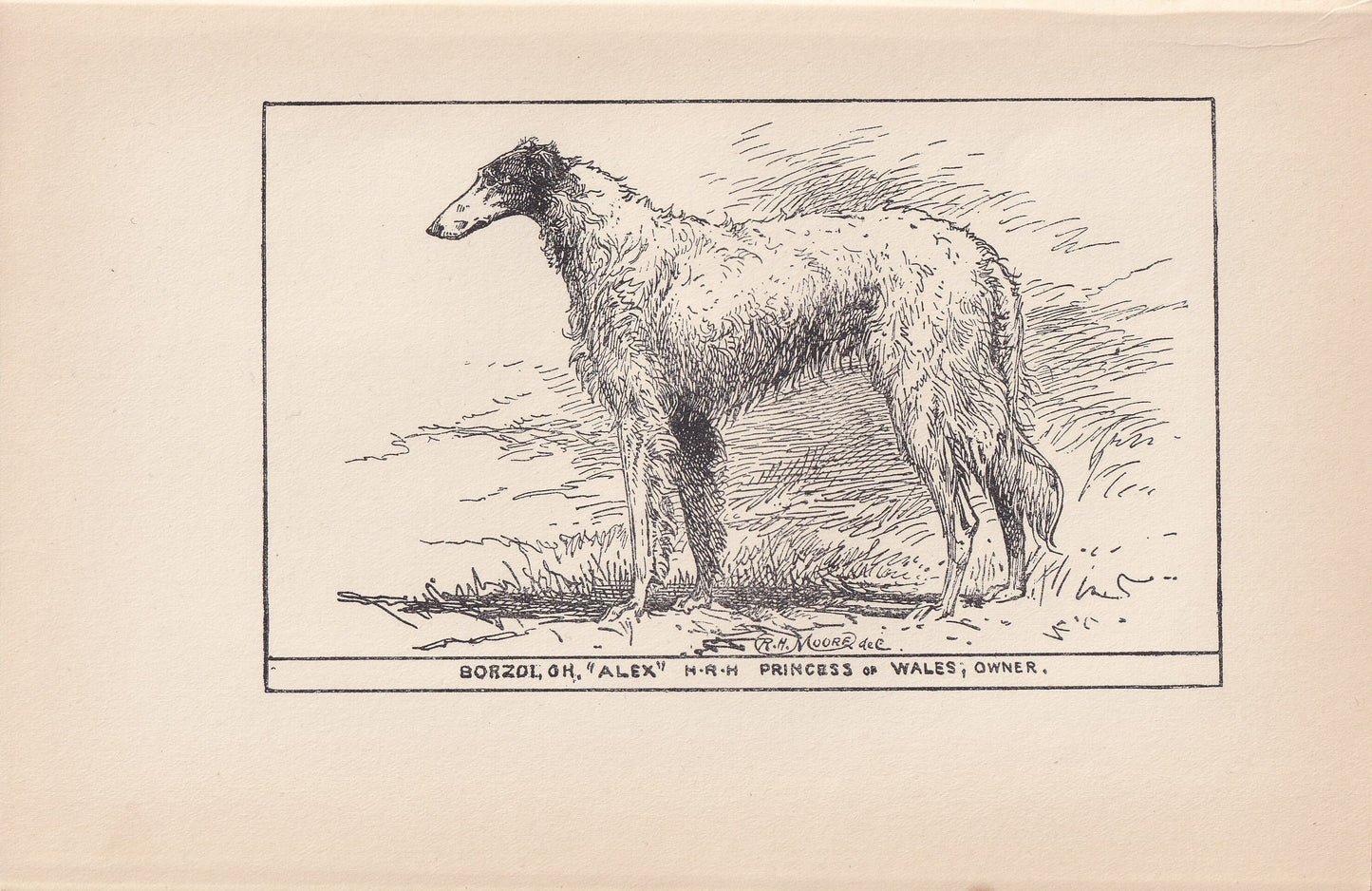 1900 BORZOI DOG Print - Original Antique Dog Print - R. H. Moore - Dog Wall Art - Dog Lover - Dog Gift - 8.6 x 5.6 Inches