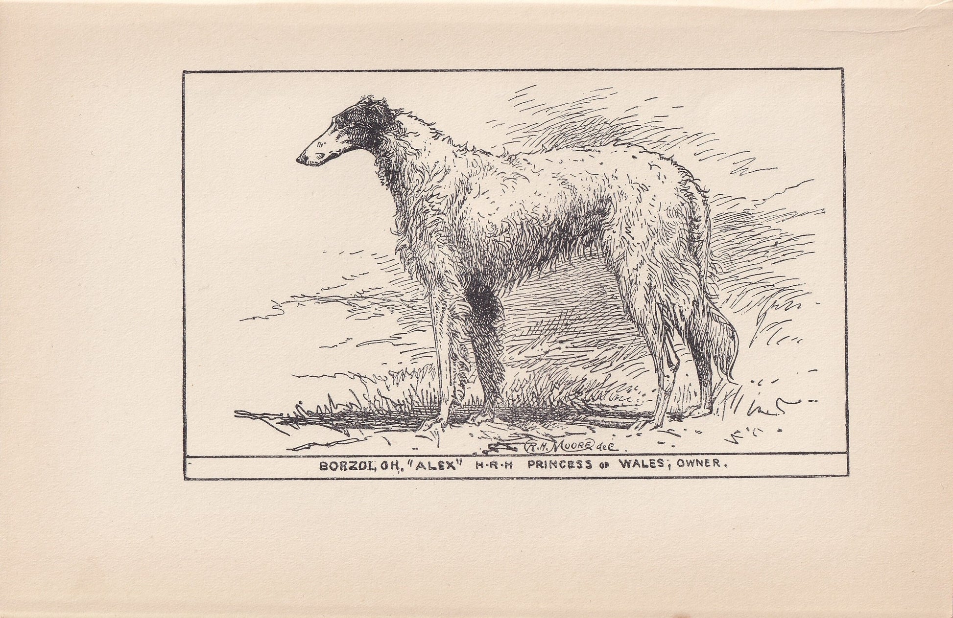 1900 BORZOI DOG Print - Original Antique Dog Print - R. H. Moore - Dog Wall Art - Dog Lover - Dog Gift - 8.6 x 5.6 Inches