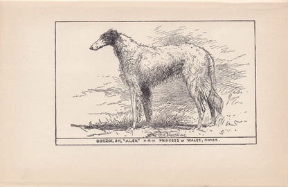 1900 BORZOI DOG Print - Original Antique Dog Print - R. H. Moore - Dog Wall Art - Dog Lover - Dog Gift - 8.6 x 5.6 Inches
