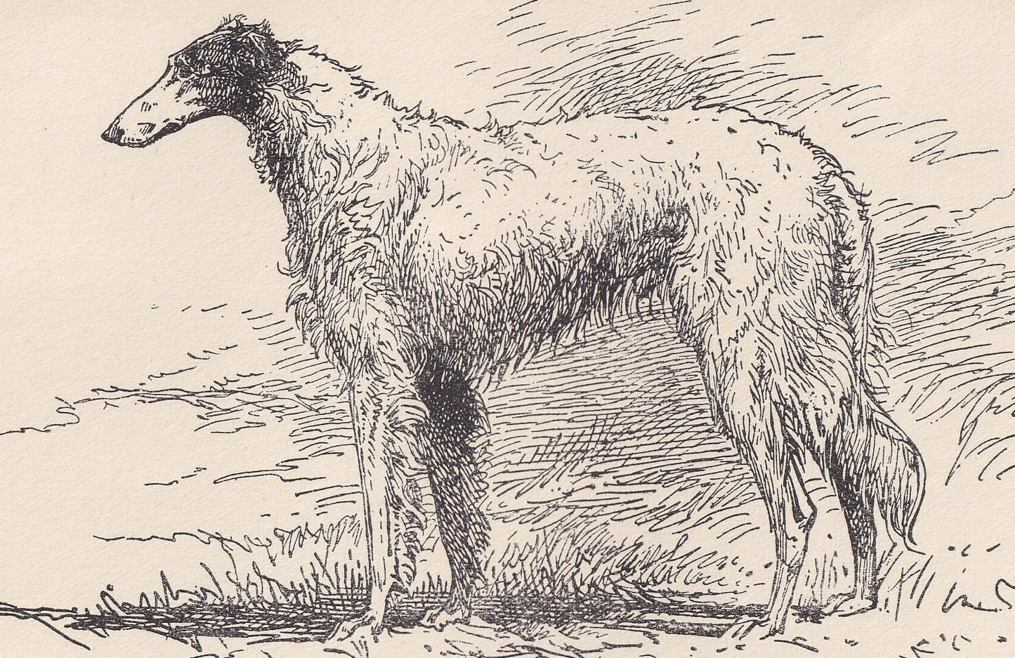 1900 BORZOI DOG Print - Original Antique Dog Print - R. H. Moore - Dog Wall Art - Dog Lover - Dog Gift - 8.6 x 5.6 Inches