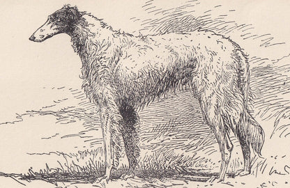 1900 BORZOI DOG Print - Original Antique Dog Print - R. H. Moore - Dog Wall Art - Dog Lover - Dog Gift - 8.6 x 5.6 Inches