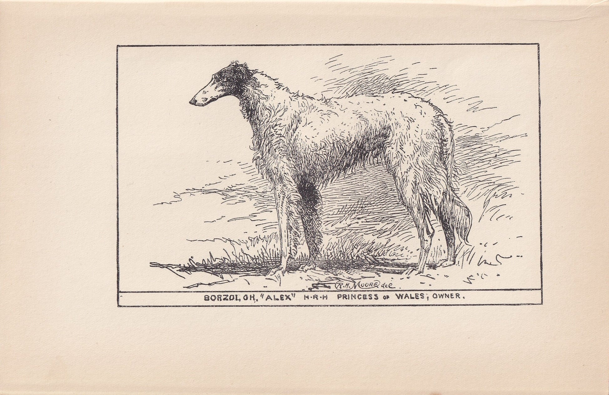 1900 BORZOI DOG Print - Original Antique Dog Print - R. H. Moore - Dog Wall Art - Dog Lover - Dog Gift - 8.6 x 5.6 Inches