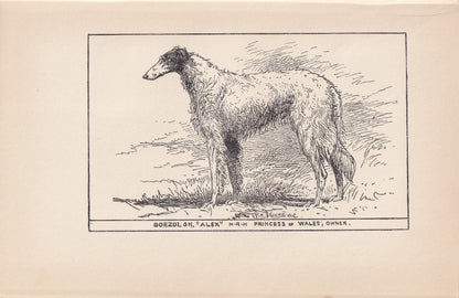 1900 BORZOI DOG Print - Original Antique Dog Print - R. H. Moore - Dog Wall Art - Dog Lover - Dog Gift - 8.6 x 5.6 Inches