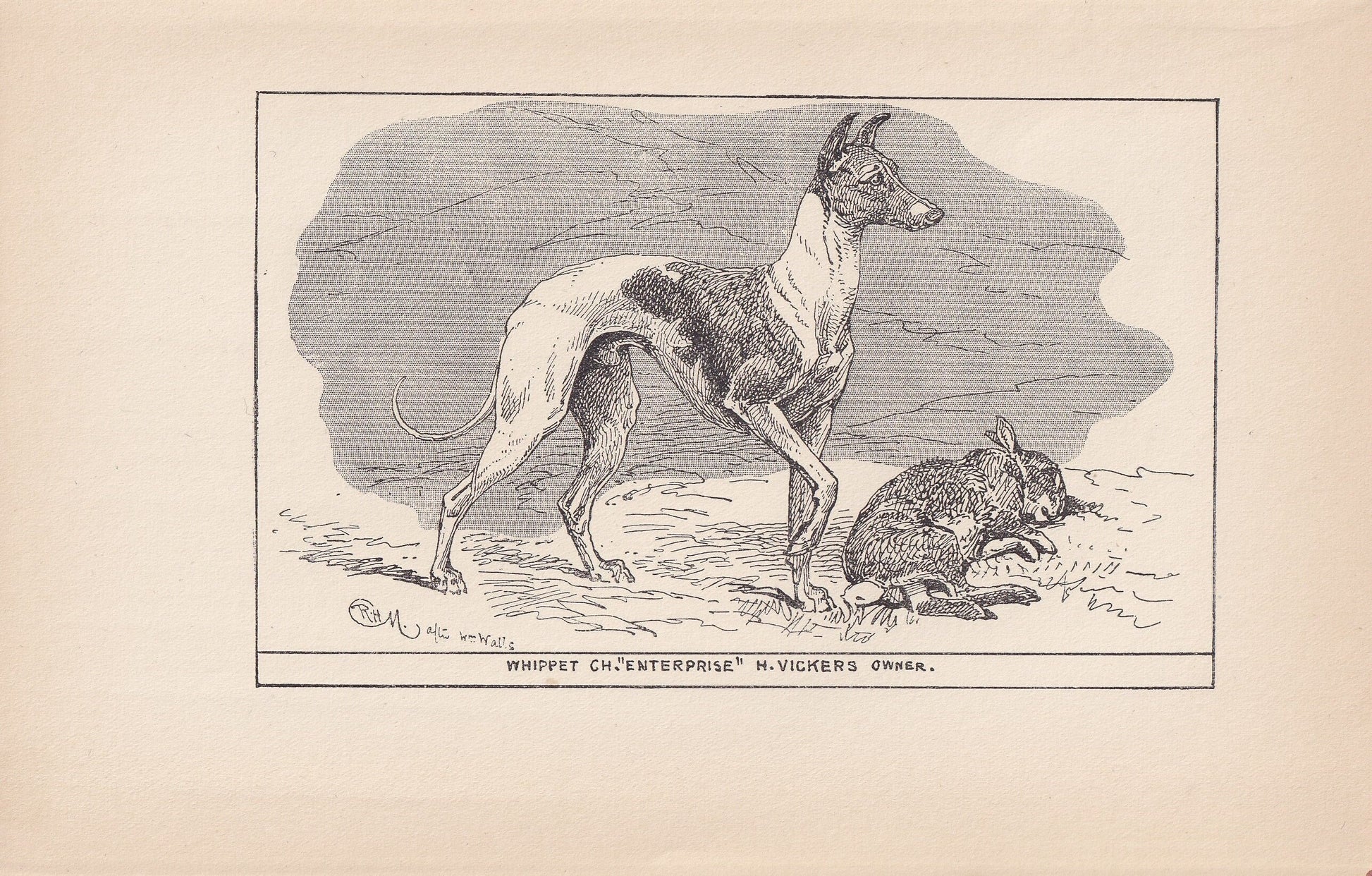 1900 WHIPPET DOG Print - Original Antique Dog Print - R. H. Moore - Dog Wall Art - Dog Lover - Dog Gift - 8.6 x 5.6 Inches