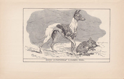1900 WHIPPET DOG Print - Original Antique Dog Print - R. H. Moore - Dog Wall Art - Dog Lover - Dog Gift - 8.6 x 5.6 Inches