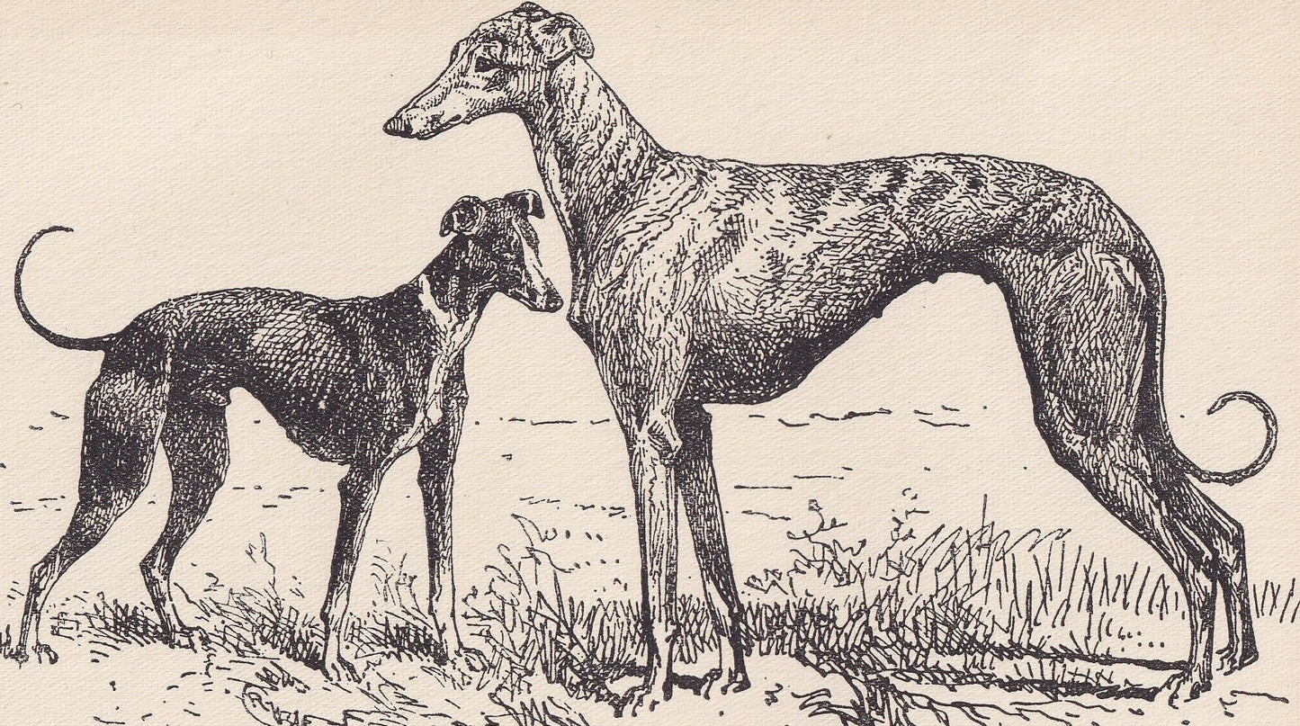 1900 WHIPPET & GREYHOUND DOG Print - Original Antique Dog Print - R. H. Moore - Dog Wall Art - Dog Lover - Dog Gift - 8.6 x 5