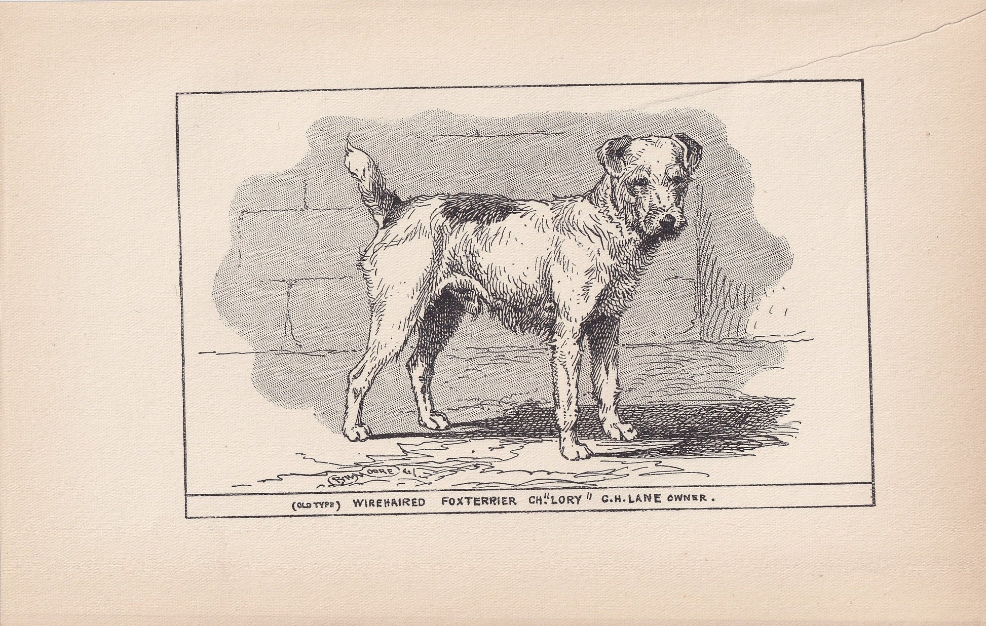 1900 WIRE FOX TERRIER Dog Print - Original Antique Dog Print - R. H. Moore - Dog Wall Art - Dog Lover - Dog Gift - 8.6 x 5.6 Inches