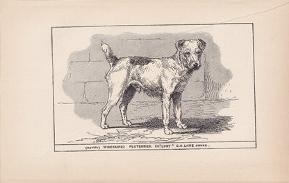 1900 WIRE FOX TERRIER Dog Print - Original Antique Dog Print - R. H. Moore - Dog Wall Art - Dog Lover - Dog Gift - 8.6 x 5.6 Inches