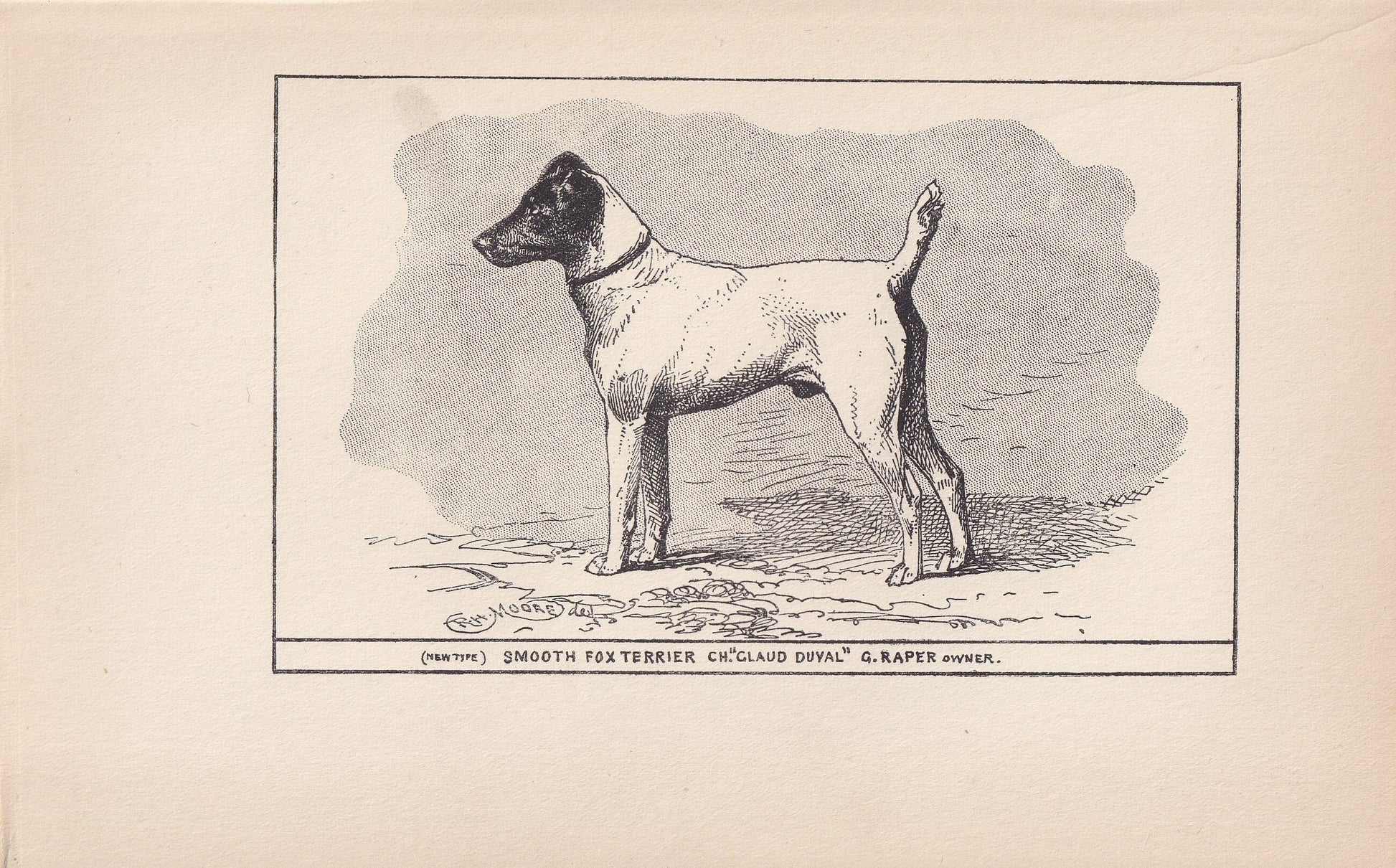 1900 SMOOTH FOX TERRIER Dog Print - Original Antique Dog Print - R. H. Moore - Dog Wall Art - Dog Lover - Dog Gift - 8.6 x 5.6 Inches
