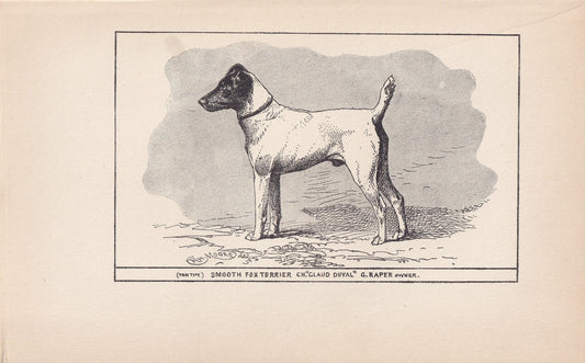 1900 SMOOTH FOX TERRIER Dog Print - Original Antique Dog Print - R. H. Moore - Dog Wall Art - Dog Lover - Dog Gift - 8.6 x 5.6 Inches