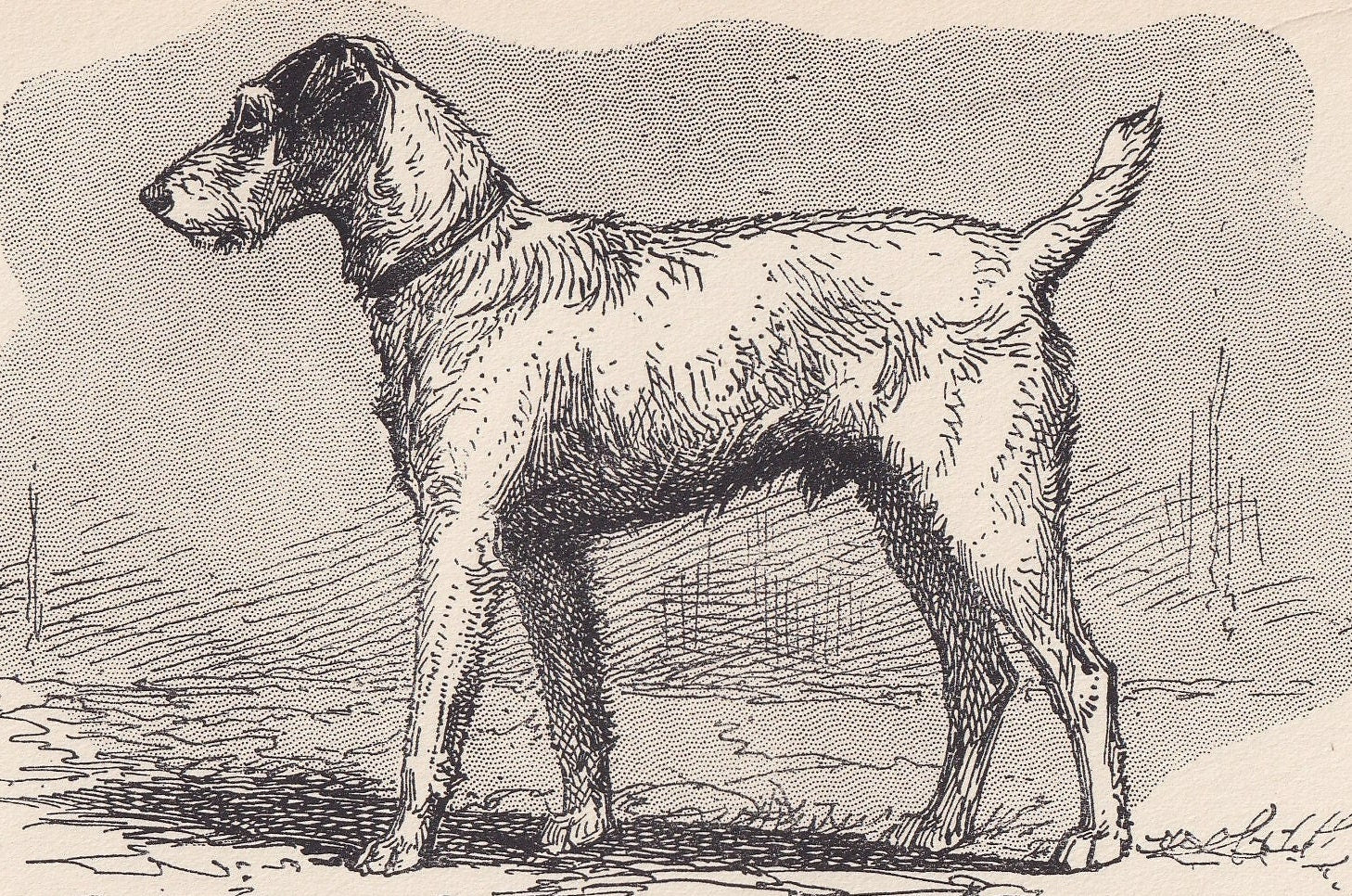 1900 WIRE FOX TERRIER Dog Print - Original Antique Dog Print - R. H. Moore - Dog Wall Art - Dog Lover - Dog Gift - 8.6 x 5.6 Inches