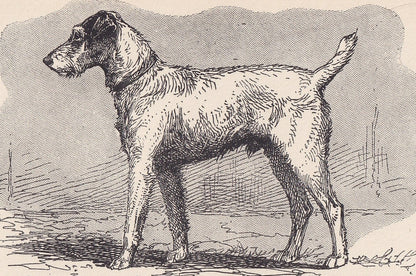 1900 WIRE FOX TERRIER Dog Print - Original Antique Dog Print - R. H. Moore - Dog Wall Art - Dog Lover - Dog Gift - 8.6 x 5.6 Inches