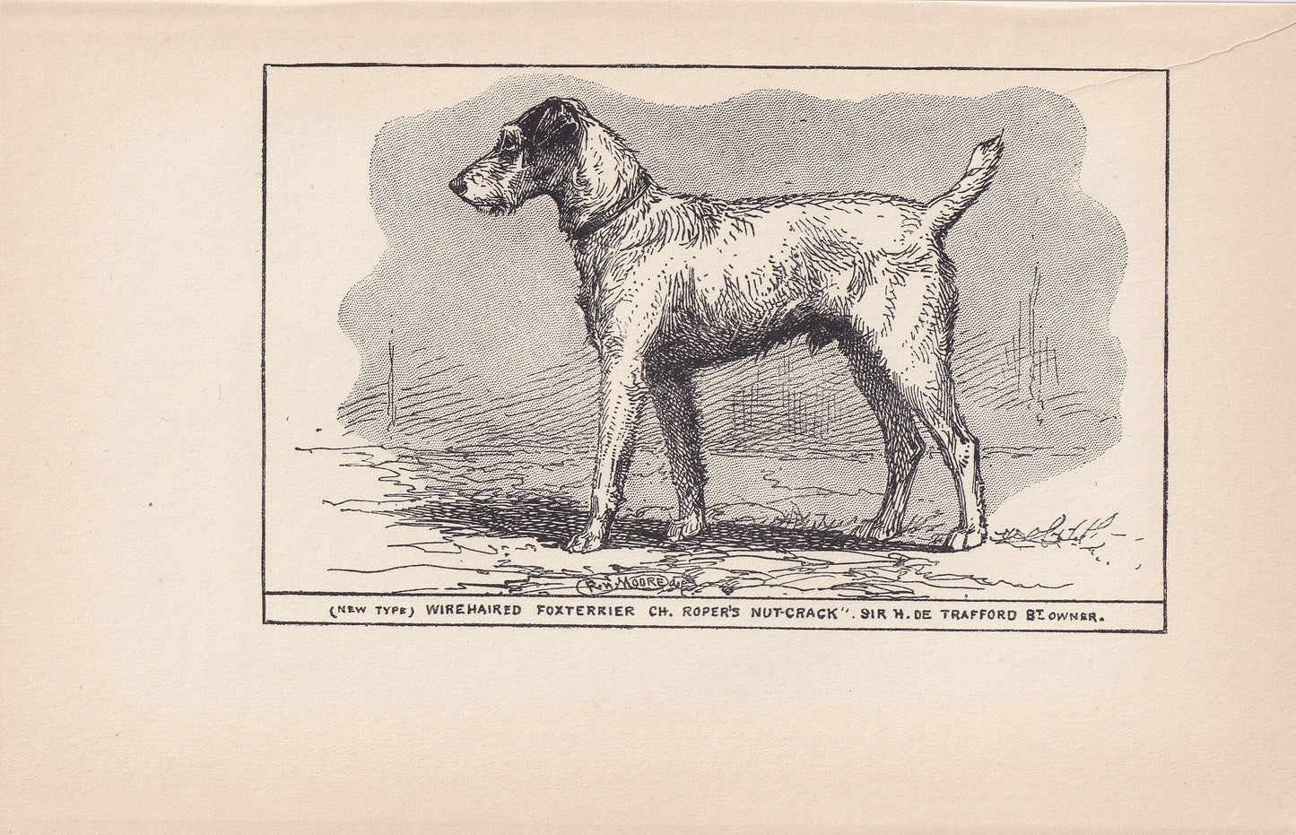 1900 WIRE FOX TERRIER Dog Print - Original Antique Dog Print - R. H. Moore - Dog Wall Art - Dog Lover - Dog Gift - 8.6 x 5.6 Inches