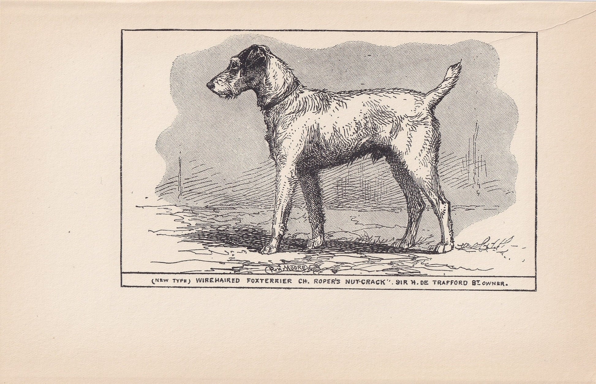 1900 WIRE FOX TERRIER Dog Print - Original Antique Dog Print - R. H. Moore - Dog Wall Art - Dog Lover - Dog Gift - 8.6 x 5.6 Inches