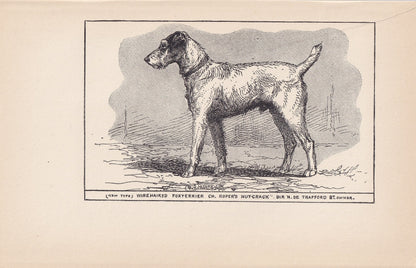1900 WIRE FOX TERRIER Dog Print - Original Antique Dog Print - R. H. Moore - Dog Wall Art - Dog Lover - Dog Gift - 8.6 x 5.6 Inches