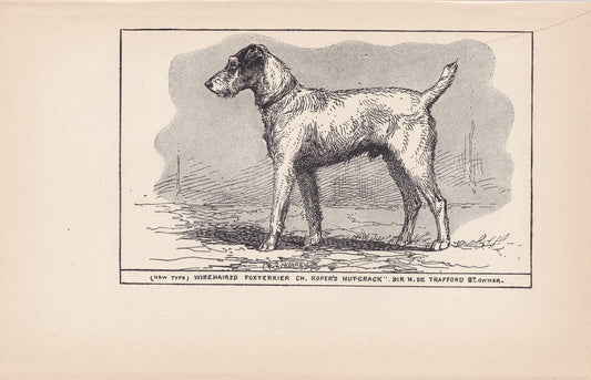 1900 WIRE FOX TERRIER Dog Print - Original Antique Dog Print - R. H. Moore - Dog Wall Art - Dog Lover - Dog Gift - 8.6 x 5.6 Inches