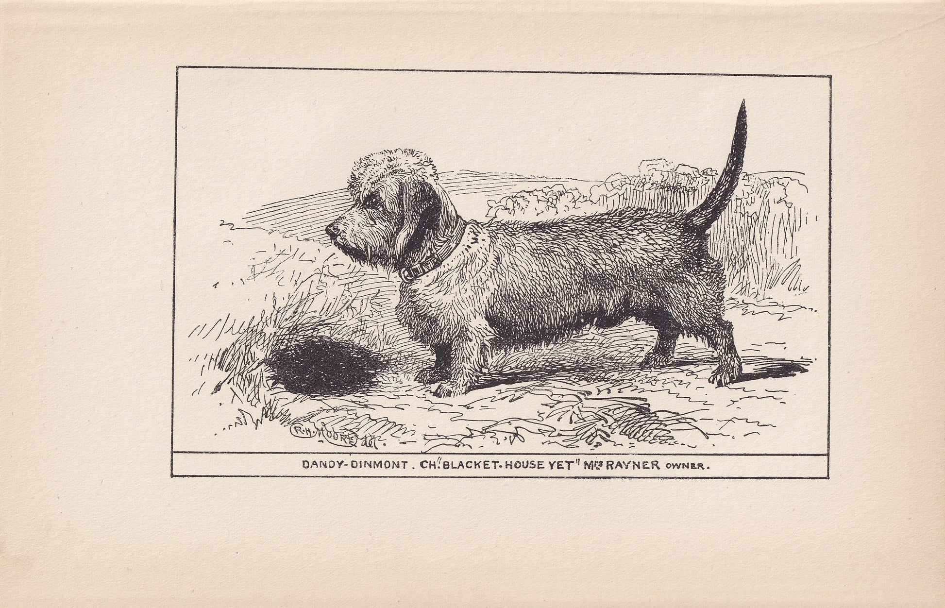 1900 DANDIE DINMONT TERRIER Dog Print - Original Antique Dog Print - R. H. Moore - Dog Wall Art - Dog Lover - Dog Gift - 8.6 x 5.6 Inches
