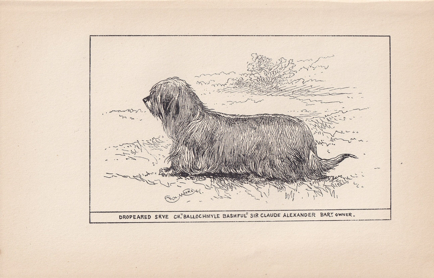 1900 SKYE TERRIER DOG Print - Original Antique Dog Print - R. H. Moore - Dog Wall Art - Dog Lover - Dog Gift - 8.6 x 5.6 Inches