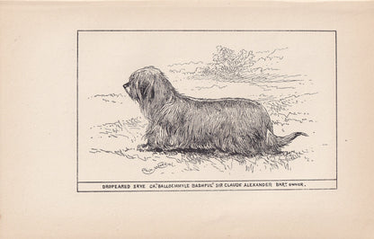 1900 SKYE TERRIER DOG Print - Original Antique Dog Print - R. H. Moore - Dog Wall Art - Dog Lover - Dog Gift - 8.6 x 5.6 Inches