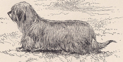 1900 SKYE TERRIER DOG Print - Original Antique Dog Print - R. H. Moore - Dog Wall Art - Dog Lover - Dog Gift - 8.6 x 5.6 Inches