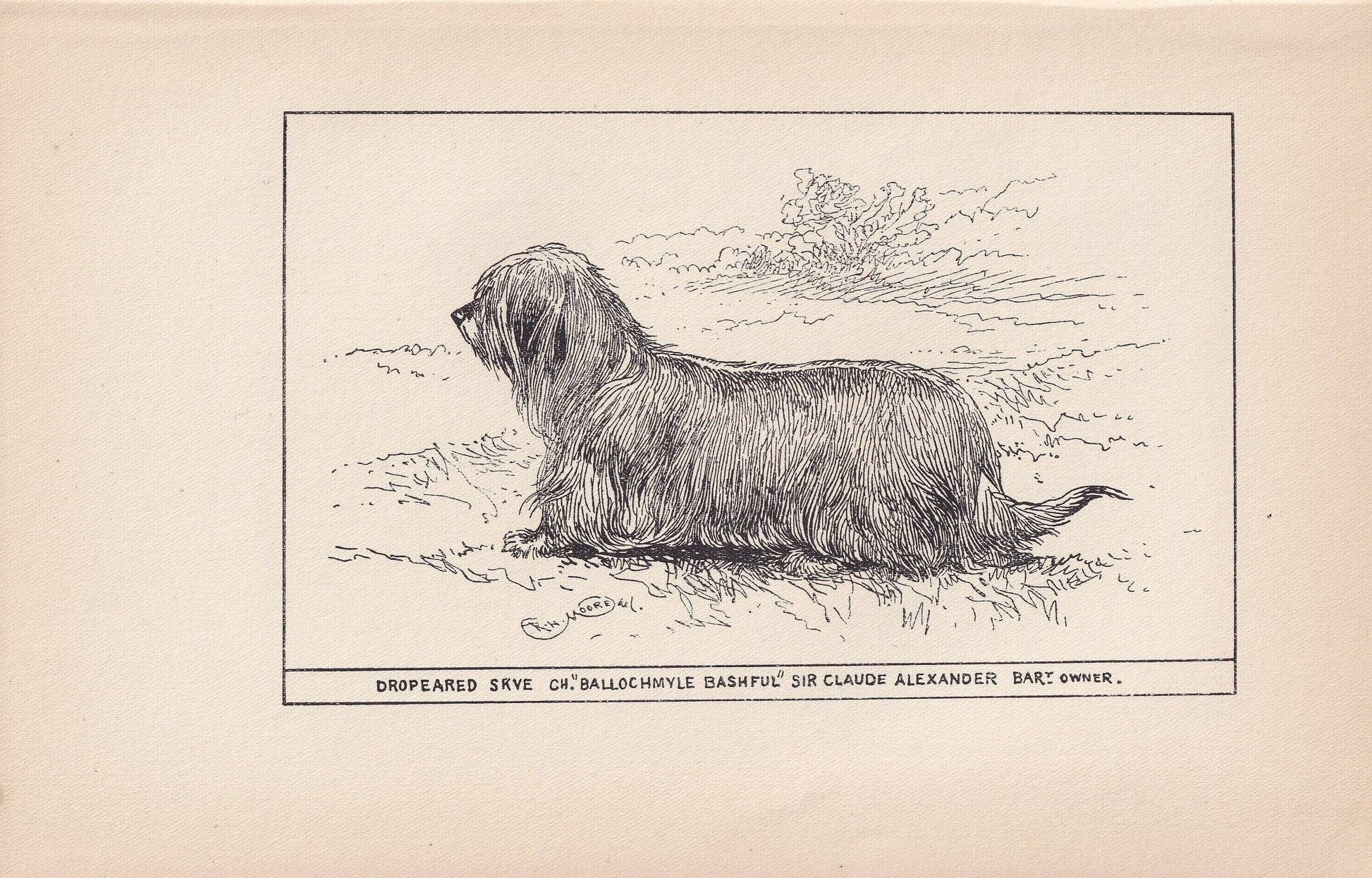 1900 SKYE TERRIER DOG Print - Original Antique Dog Print - R. H. Moore - Dog Wall Art - Dog Lover - Dog Gift - 8.6 x 5.6 Inches