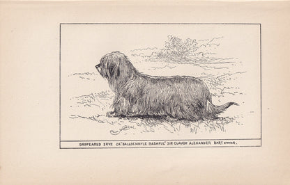 1900 SKYE TERRIER DOG Print - Original Antique Dog Print - R. H. Moore - Dog Wall Art - Dog Lover - Dog Gift - 8.6 x 5.6 Inches