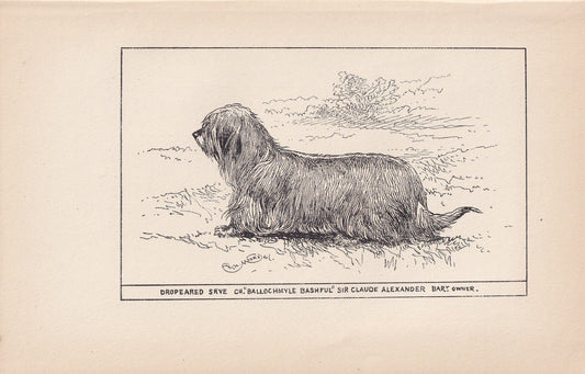 1900 SKYE TERRIER DOG Print - Original Antique Dog Print - R. H. Moore - Dog Wall Art - Dog Lover - Dog Gift - 8.6 x 5.6 Inches