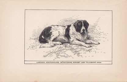 1900 LANDSEER NEWFOUNDLAND DOG Print - Original Antique Dog Print - R. H. Moore - Dog Wall Art - Dog Lover - Dog Gift - 8.6 x 5.6 Inches