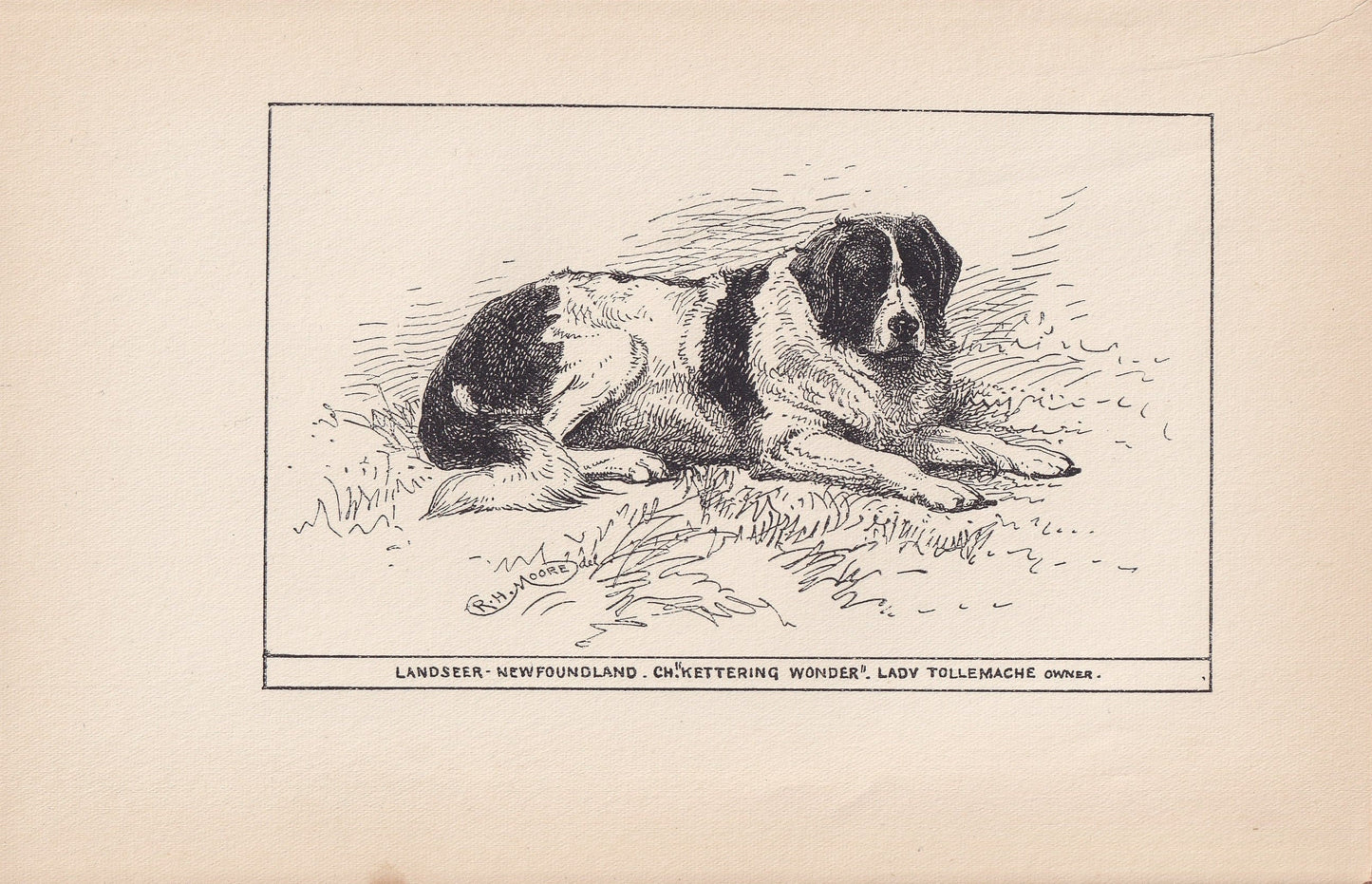 1900 LANDSEER NEWFOUNDLAND DOG Print - Original Antique Dog Print - R. H. Moore - Dog Wall Art - Dog Lover - Dog Gift - 8.6 x 5.6 Inches