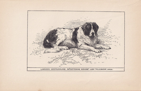1900 LANDSEER NEWFOUNDLAND DOG Print - Original Antique Dog Print - R. H. Moore - Dog Wall Art - Dog Lover - Dog Gift - 8.6 x 5.6 Inches