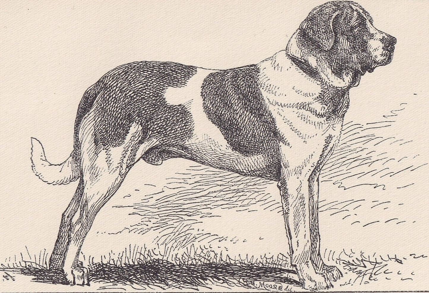 1900 SAINT BERNARD DOG Print - Original Antique Dog Print - R. H. Moore - Dog Wall Art - Dog Lover - Dog Gift - 8.6 x 5.6 Inches