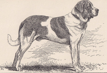 1900 SAINT BERNARD DOG Print - Original Antique Dog Print - R. H. Moore - Dog Wall Art - Dog Lover - Dog Gift - 8.6 x 5.6 Inches